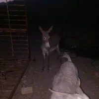 الاغ فروشی