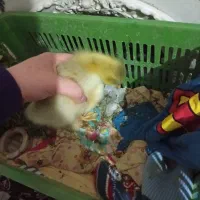 جوجه غاز 2ععد 1ماهه با 11عدد جوجه اردک 2تومن