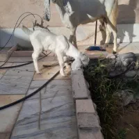 بز کره پاکستانی پتیری