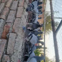 تعداد 48 کبوتر مسافتی