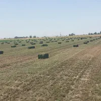 یونجه