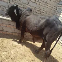 2راس گوساله نر قوچ