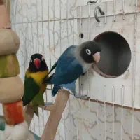 طوطی برزیلی نقابدار