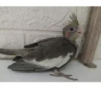 جوجه عروس هلندی