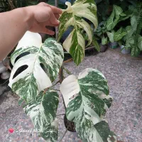 برگ انجیری ابلق تری کالر ۱۳ برگه بزرگ قدحدود۹۰سانت