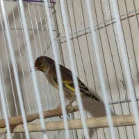 قناری زیر قیمت بازار