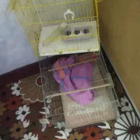 قفس پرنده