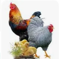 پرنده|پرنده|کازرون, |دیوار