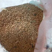 گندم  مناسب مرغ وپرنده