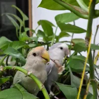 پرنده گمشده