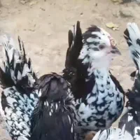 فروش تخم نطفه دار