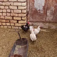 مرغ دهات|حیوانات مزرعه|کهک, |دیوار
