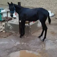 اسب عرب یکسر