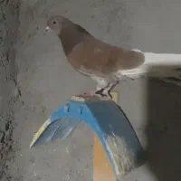 کبوتر لوت و بلند گیر