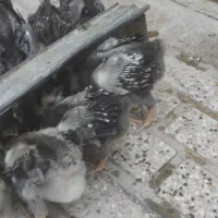 جوجه ویاندوت بلورد سیلور