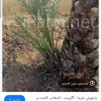 پاجوش نخ ل
