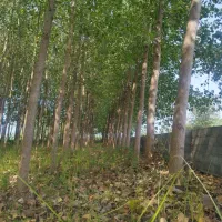 زمین مسکونی با سند و پروانه محدوده ی شهرستان خمام
