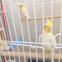 عروس هلندی با سه تا تخم و یک هدیه