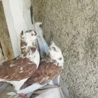 هفت عدد کبوتر درجه یک