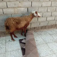 حیوانات مزرعه