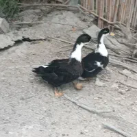 اردک پکنی