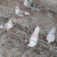 کفتر پشتدار