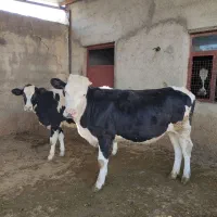 گاو. گوساله ماده