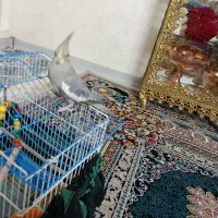 عروس هلندی