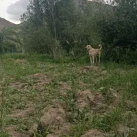 سگ گوسفندی