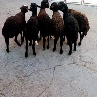 فروش بره نر دشتی