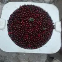 البالو خوشمزه