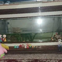 آکواریوم میزی