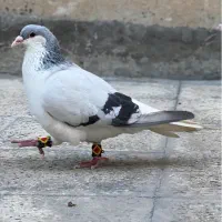 کفتر نر چادوری مست مست معاوظه با قناری یا سره
