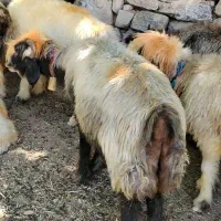 میش|حیوانات مزرعه|شیراز, حومه شیراز|دیوار