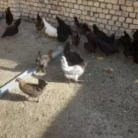 مرغ تخمگذار
