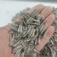 تخمه پرندگان سایز کوچک