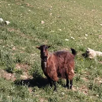 بز شیری