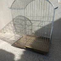 قفس طوطی . عروس هلندی