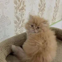 مجموعه پت های خانگی / گربه/