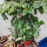 گل خانگی|گل و گیاه طبیعی|کرمانشاه, |دیوار