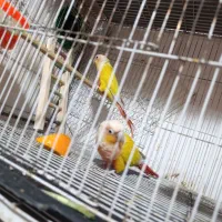 2 جفت گرینچیک ردچیک مولد مونچیک