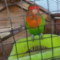 جفت طوطی کوتوله