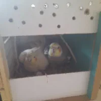 یک جفت‌عروس هلندی ‌با‌۴‌تا‌خم