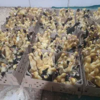 پخش عمده و خرده بوقلمون بیوتی و اردک پکنی درجه ۱