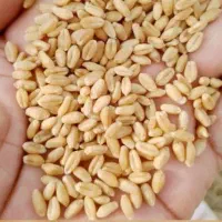 ۴تن گندم ابی شرکت زراعی نیلشهر