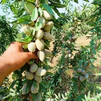 درخت بادام سوپرنوا ، نهال ،گلخانه نهالستان در مشهد