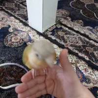 گرینچیک دستی