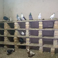 کبوتر پرشی