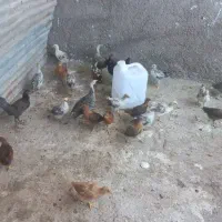 مرغ محلی
