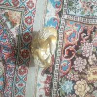 مرغابی نو